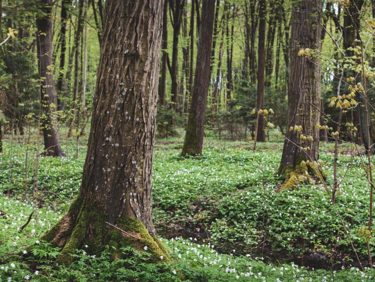 Lesna 21 Dom Poludnie Przy Puszcza Bialowieska Luka Exterior foto